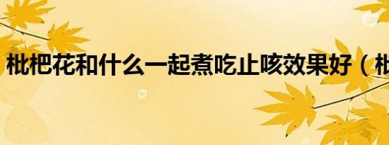 枇杷花和什么一起煮吃止咳效果好（枇杷花）