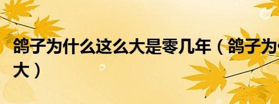 鸽子为什么这么大是零几年（鸽子为什么这么大）