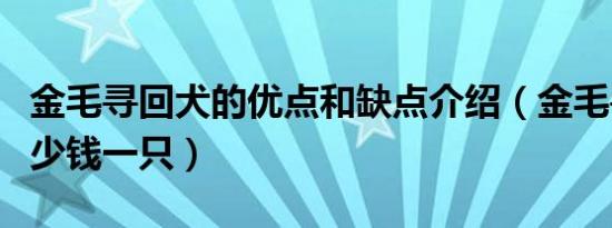 金毛寻回犬的优点和缺点介绍（金毛寻回犬多少钱一只）