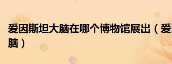 爱因斯坦大脑在哪个博物馆展出（爱因斯坦大脑）
