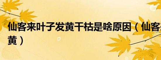 仙客来叶子发黄干枯是啥原因（仙客来叶子发黄）