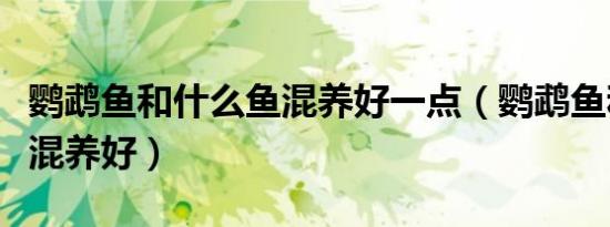 鹦鹉鱼和什么鱼混养好一点（鹦鹉鱼和什么鱼混养好）