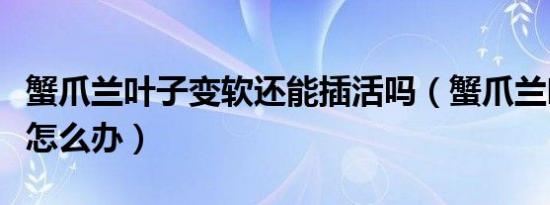 蟹爪兰叶子变软还能插活吗（蟹爪兰叶子发软怎么办）