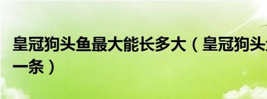 皇冠狗头鱼最大能长多大（皇冠狗头鱼多少钱一条）