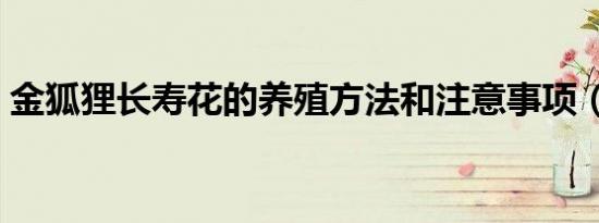 金狐狸长寿花的养殖方法和注意事项（金狐）