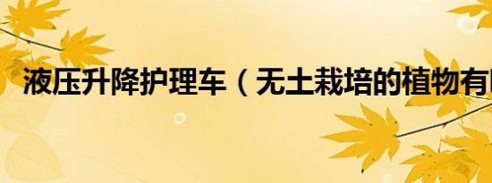 dnf宠物兔子 熊猫（dnf宠物兔子）