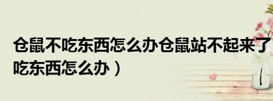 仓鼠不吃东西怎么办仓鼠站不起来了（仓鼠不吃东西怎么办）