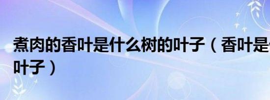 煮肉的香叶是什么树的叶子（香叶是什么树的叶子）