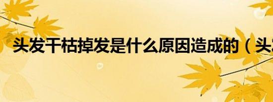 头发干枯掉发是什么原因造成的（头发干）