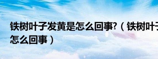 铁树叶子发黄是怎么回事?（铁树叶子发黄是怎么回事）