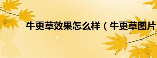 牛更草效果怎么样（牛更草图片）