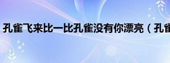 孔雀飞来比一比孔雀没有你漂亮（孔雀飞来）