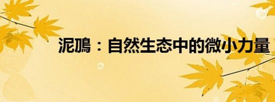 泥鳭：自然生态中的微小力量