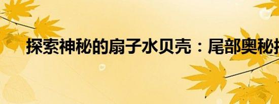 探索神秘的扇子水贝壳：尾部奥秘揭晓