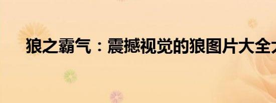 狼之霸气：震撼视觉的狼图片大全大图